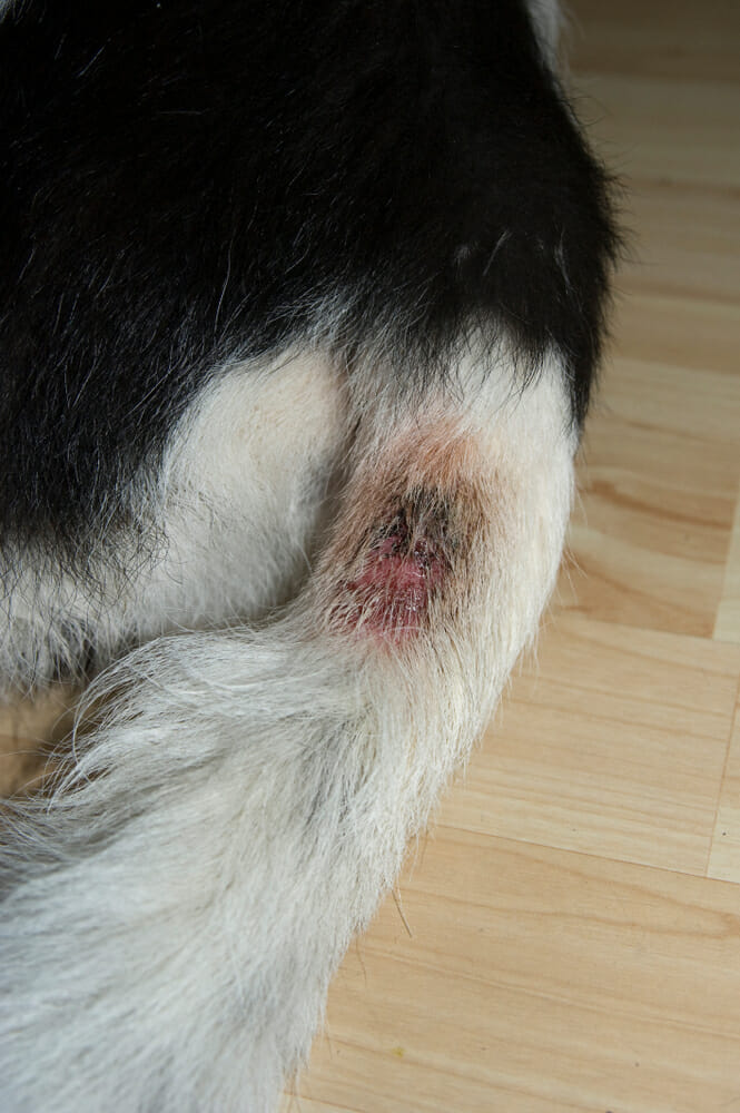 hot spot sores on dogs